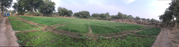 also oats and coriander and mooli 600